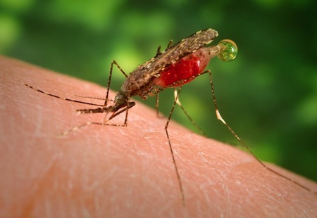 scientistsagainstmalaria.net