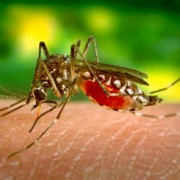Anopheles mosquito, malaria vector