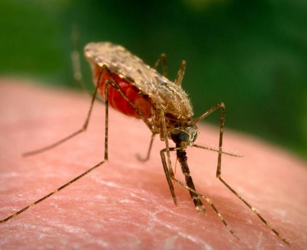 Anopheles gambiae mosquito, malaria vector