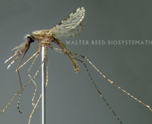 Anopheles maculatus mosquito, malaria vector