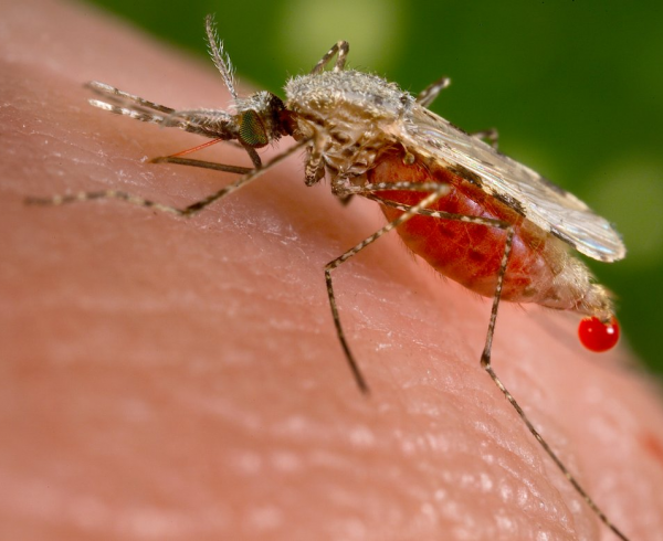 Anopheles stephensi mosquito, malaria vector