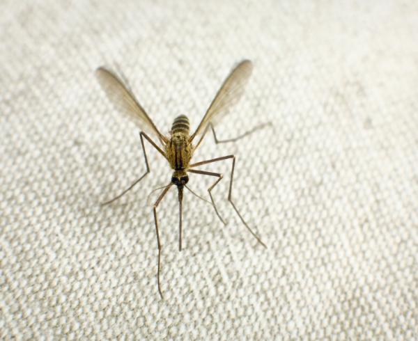 Malaria parasite requires specific human and mosquito tissues