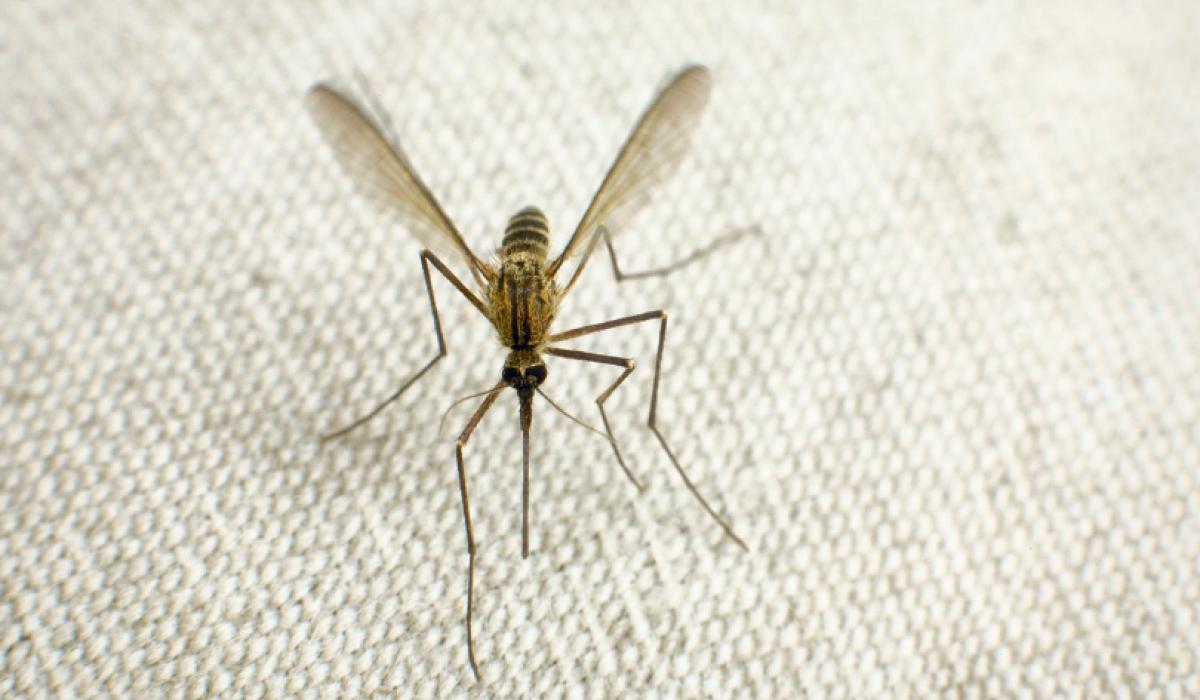 Malaria parasite requires specific human and mosquito tissues