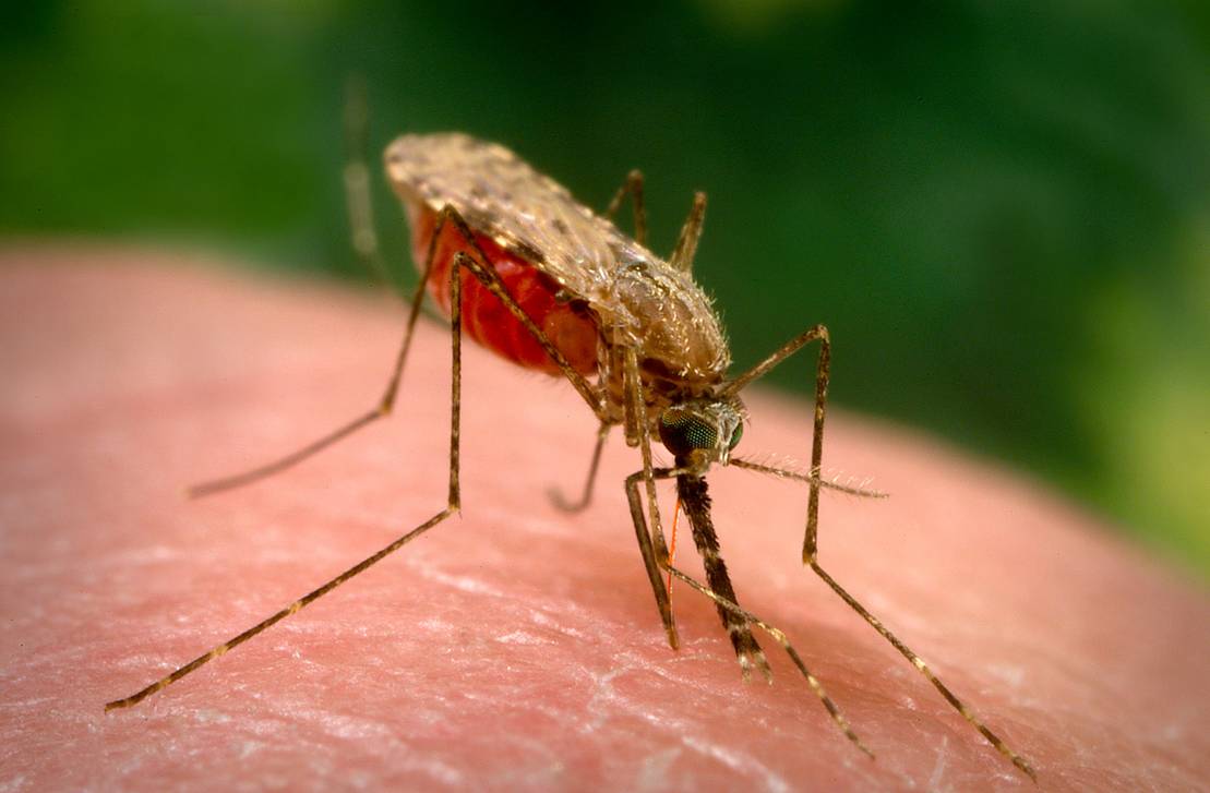 The parasite and its vectors | Scientists Against Malaria