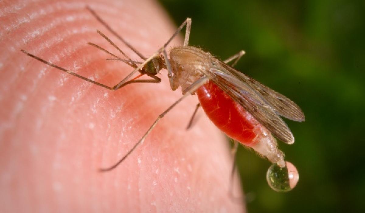 Anopheles freeborni mosquito, malaria vector