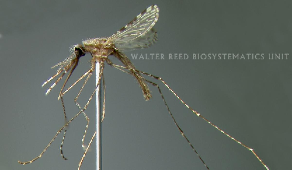 Anopheles maculatus mosquito, malaria vector