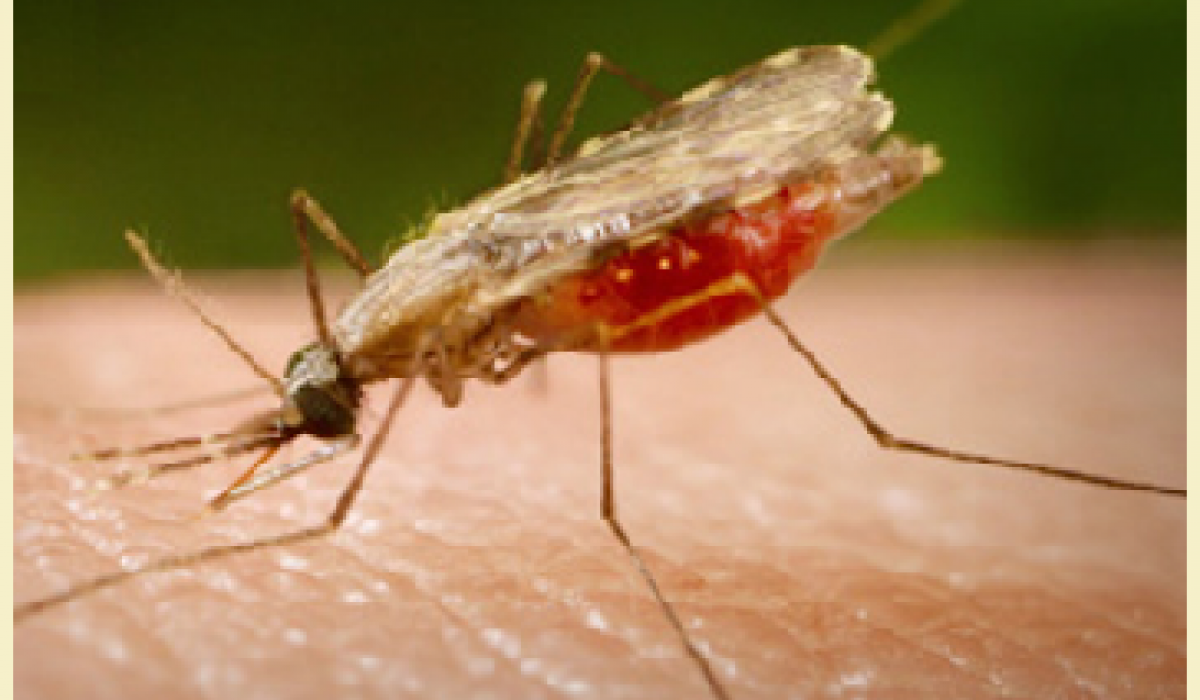 Anopheles Atroparvus Scientists Against Malaria