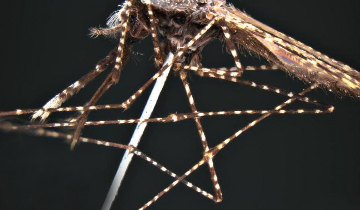 Anopheles faruti mosquito, malaria vector