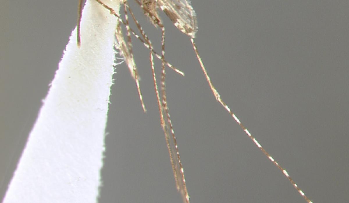Anopheles punctimacula mosquito, malaria vector