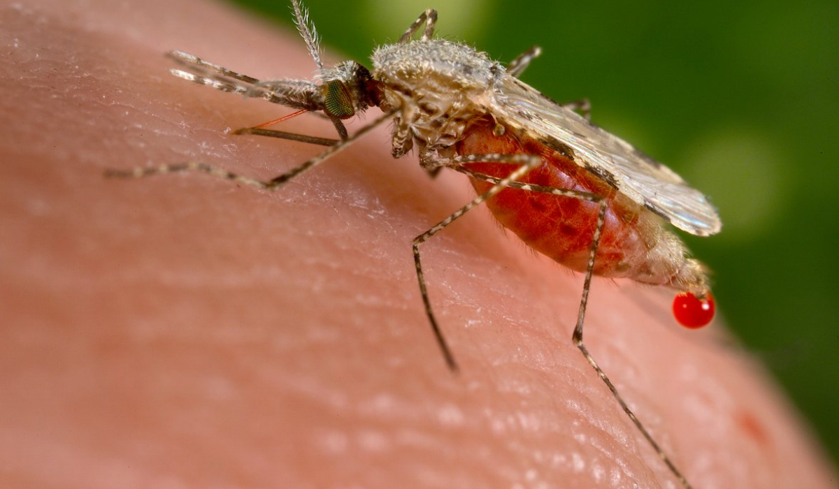 Anopheles Stephensi | Scientists Against Malaria