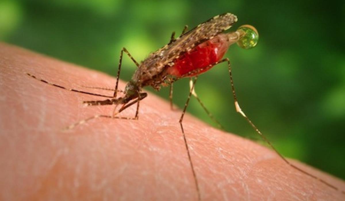 Anopheles dirus mosquito, malaria vector