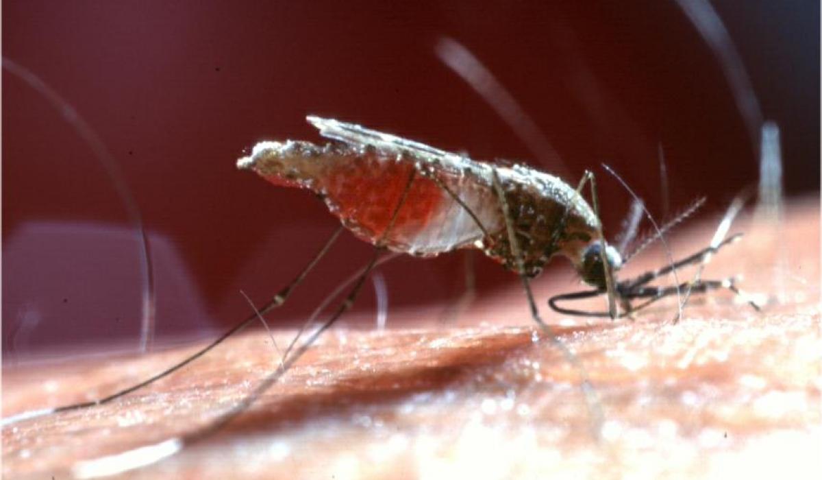 Anopheles Darlingi | Scientists Against Malaria