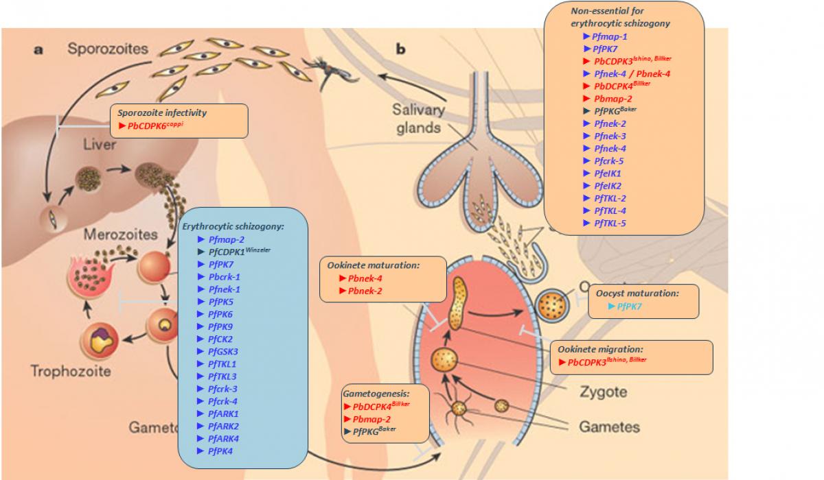  Plasmodium life cycle kinome