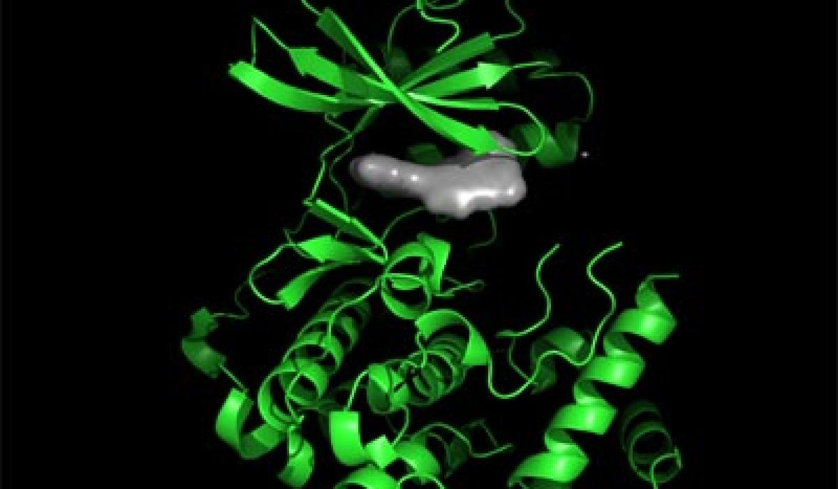 Malarial Kinase with bound ligend