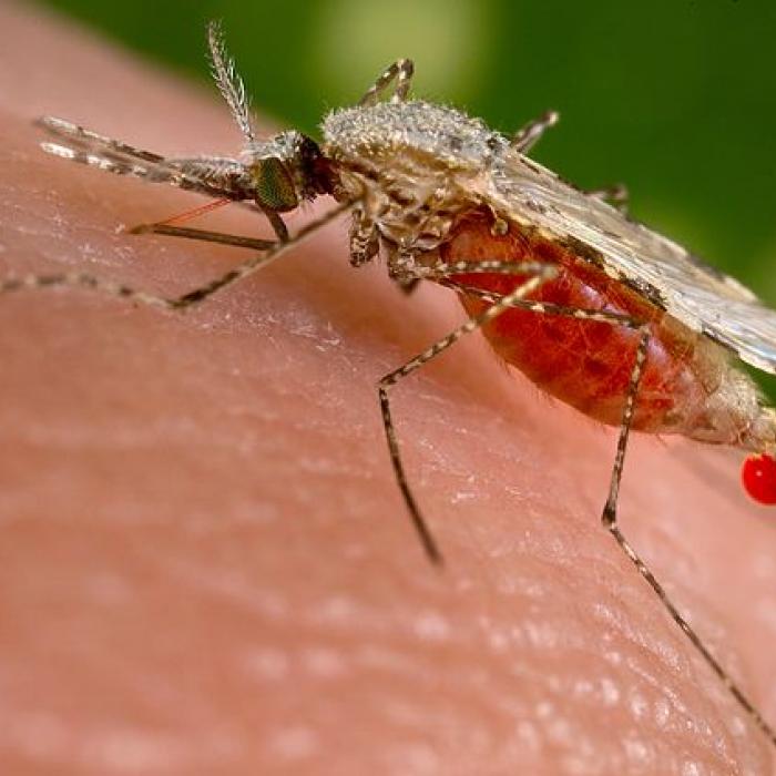 Malaria vectors